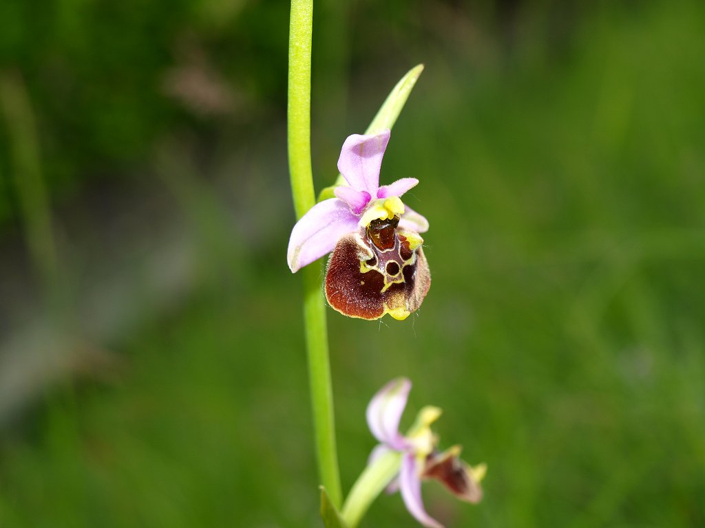 Ibrido Ophrys fuciflora x  Ophrys apifera ?